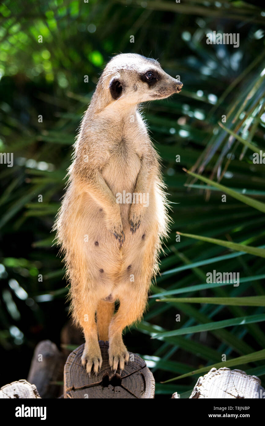 Standing meerkat Stock Photo