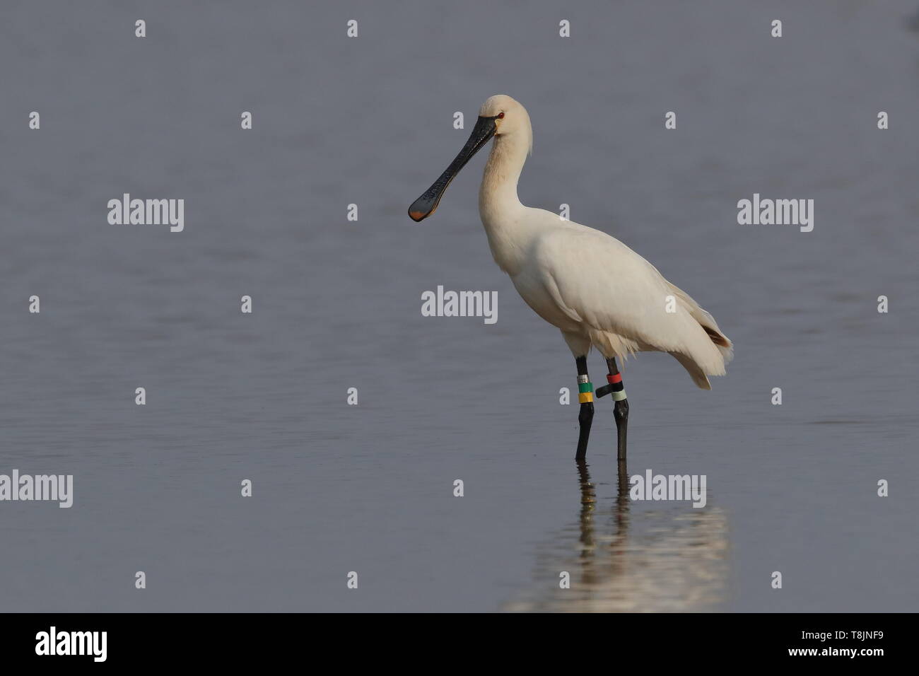 Spoonbill norfolk hi-res stock photography and images - Alamy