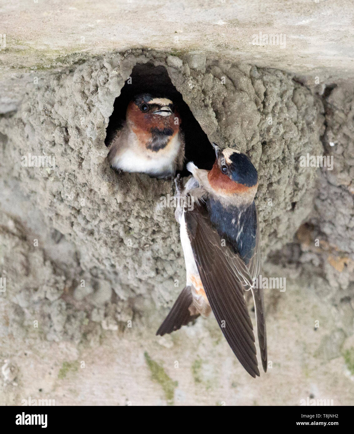 Two american cliff swallows at nest hires stock photography and images