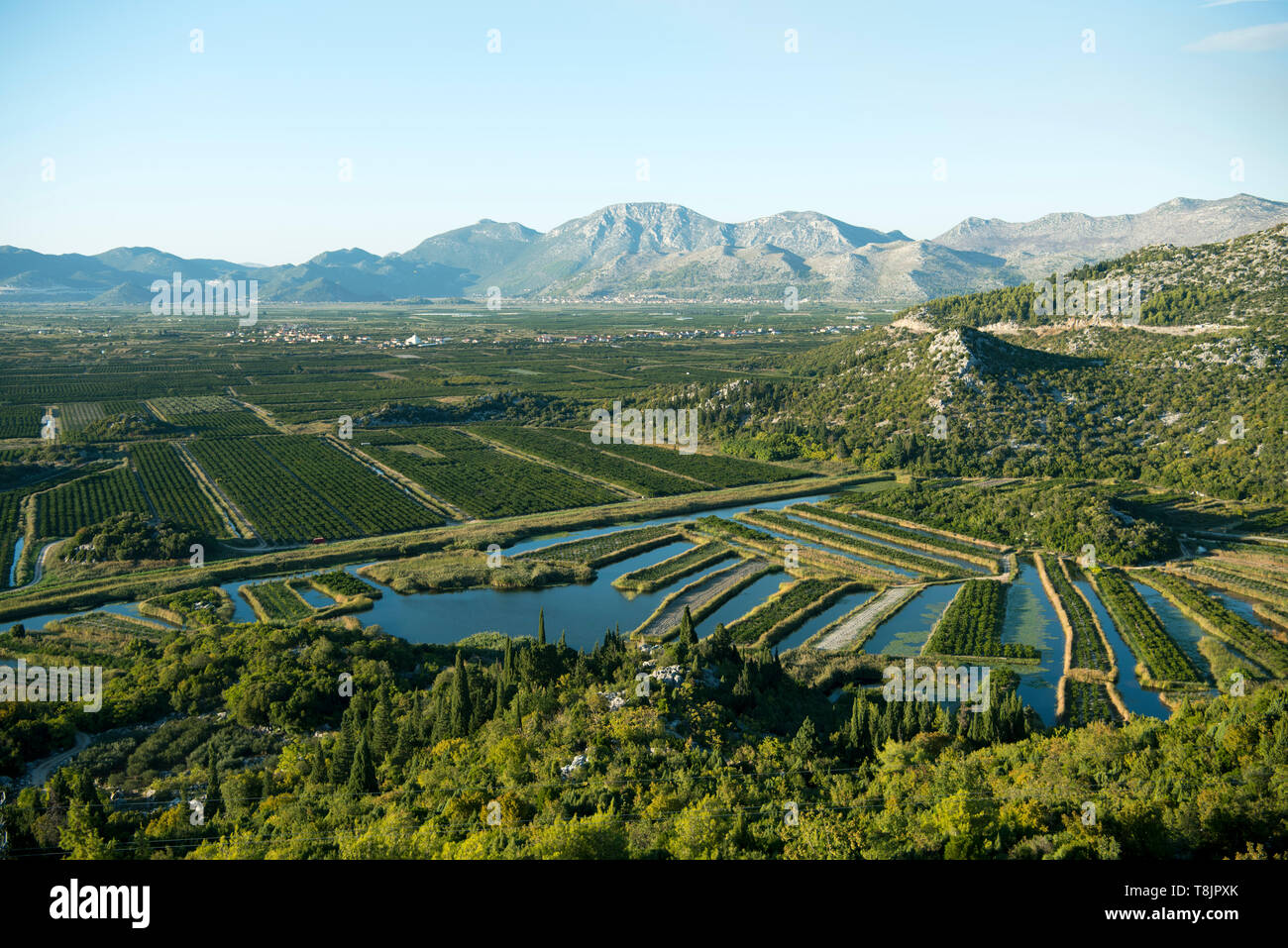 Kroatien, Dalmatien, Ploce, Landwirtschaft im Neretva-Delta Stock Photo