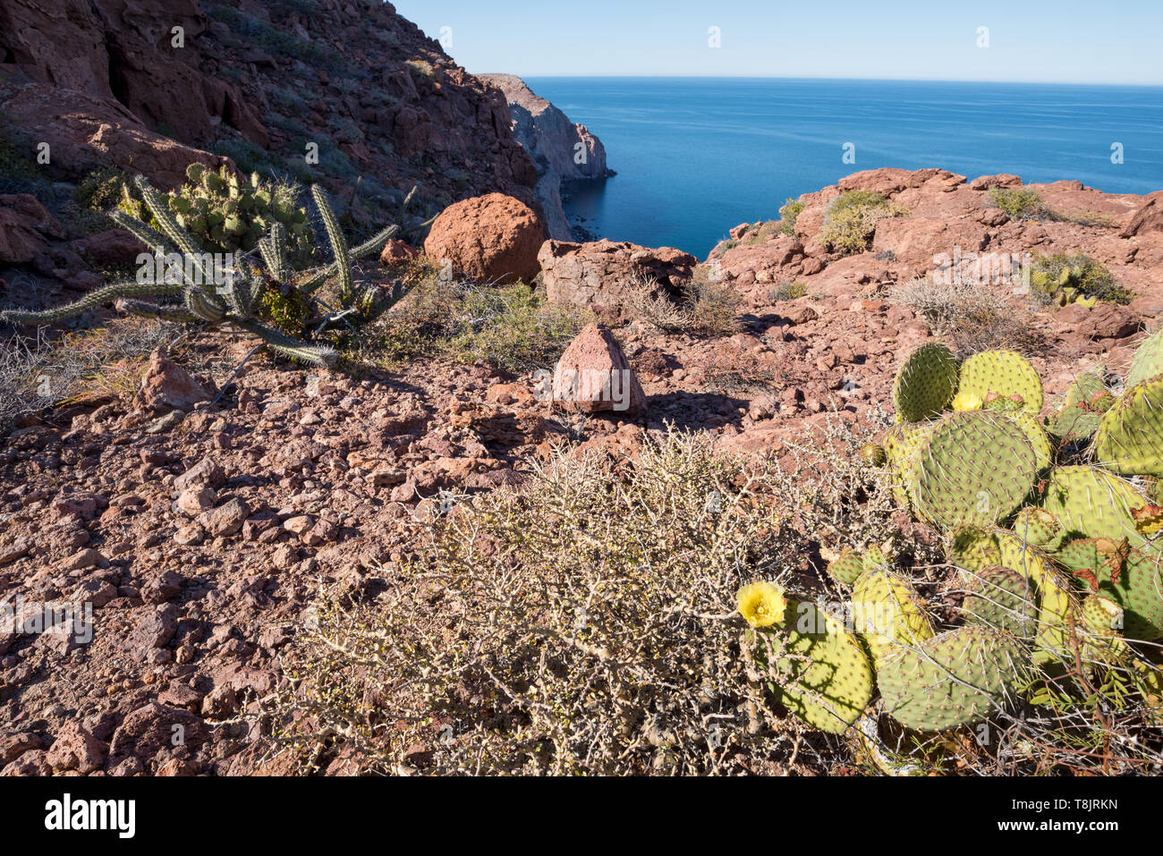 Mexico desert hi-res stock photography and images - Alamy