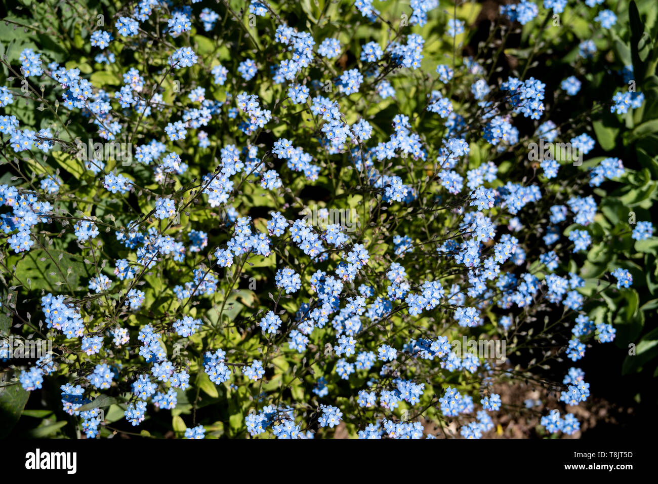 Surprising Forgetmenots Myosotis Scorpioides Gallery