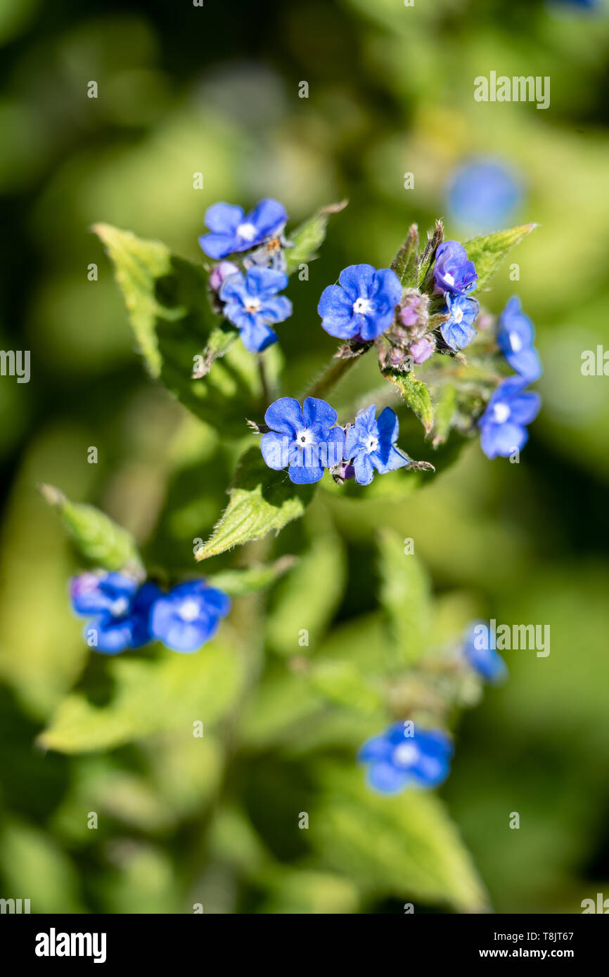 Chinese forget-me-not (Cynoglossum amabile) Stock Photo