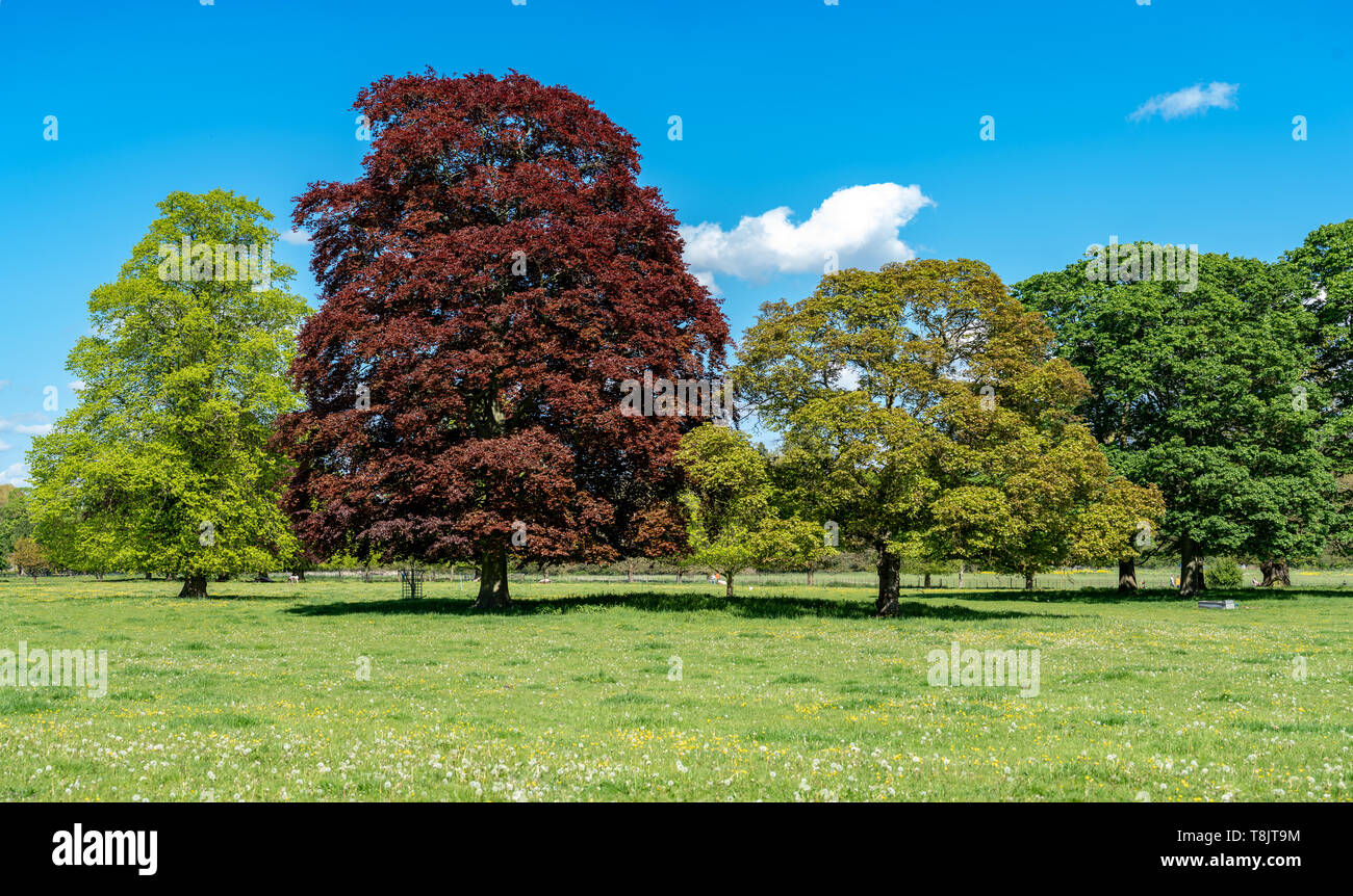 Copper beech tree hires stock photography and images Alamy