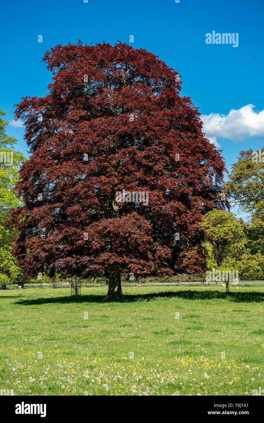 Various trees in a park setting including a large Copper Beech (Fagus sylvatica purpurea), Staffordshire, UK Stock Photo