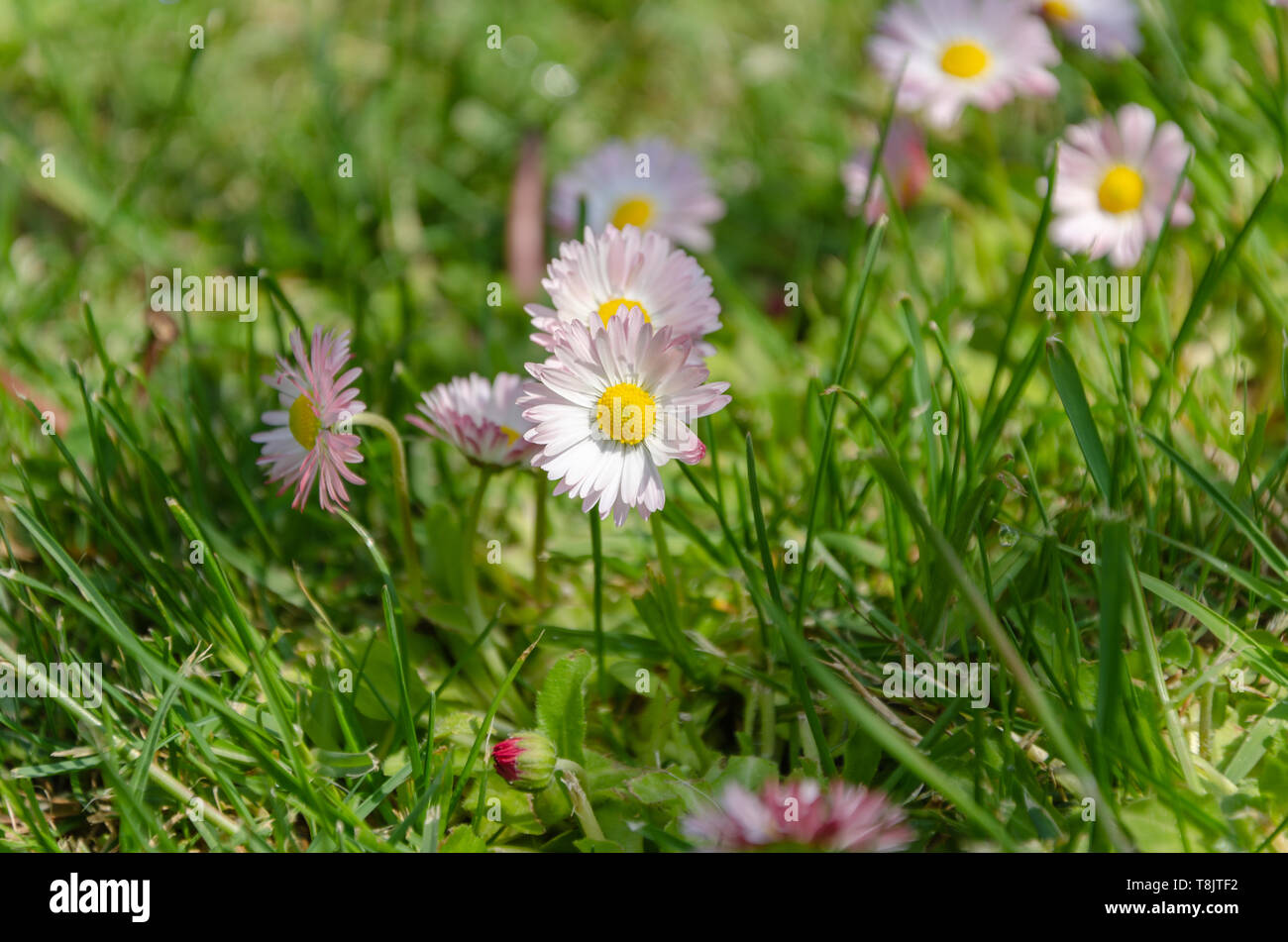 Springtime Daisy Daisy flowers in grass (spring daisy)Common daisy, Gardening concept ...