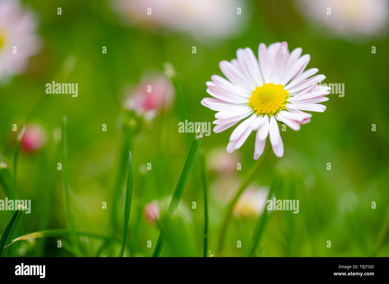 Springtime Daisy Daisy flowers in grass (spring daisy)Common daisy, Gardening concept ...