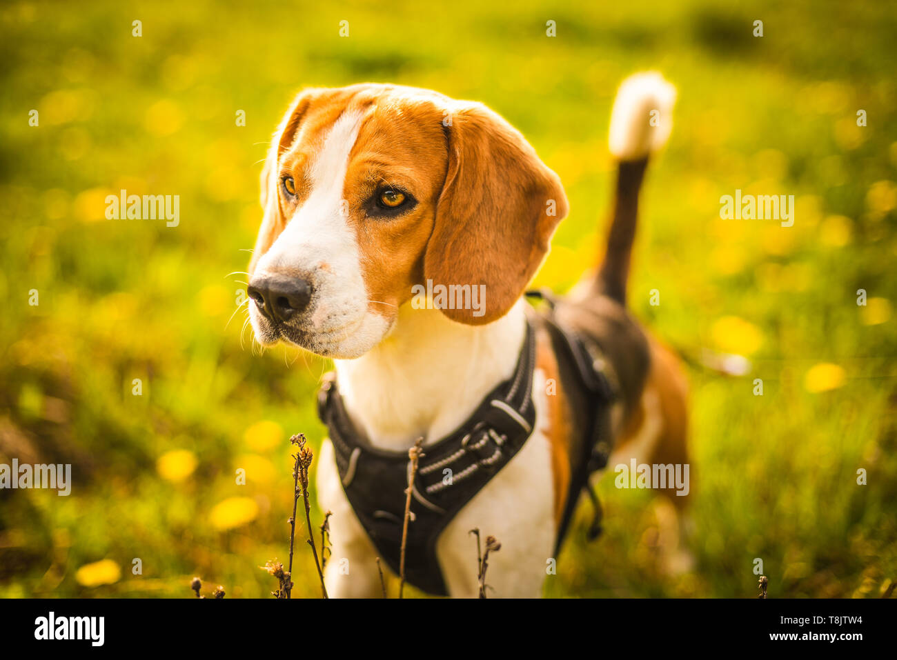 beagle harness
