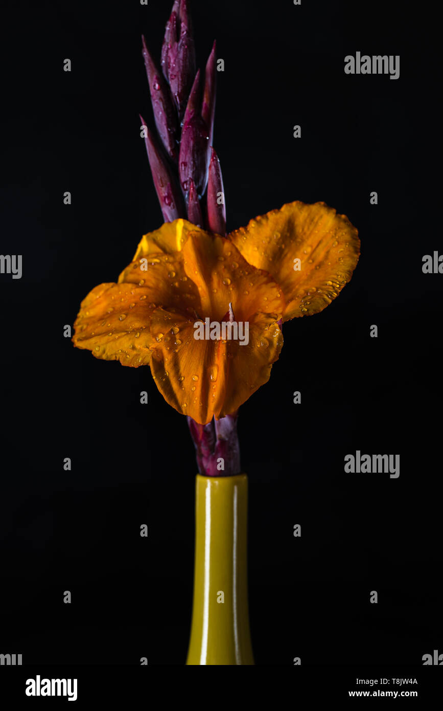 Canna indica flower in a yellow vase Stock Photo