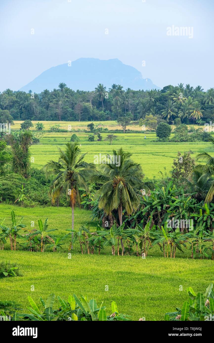 Rice fields sri lanka hires stock photography and images Alamy