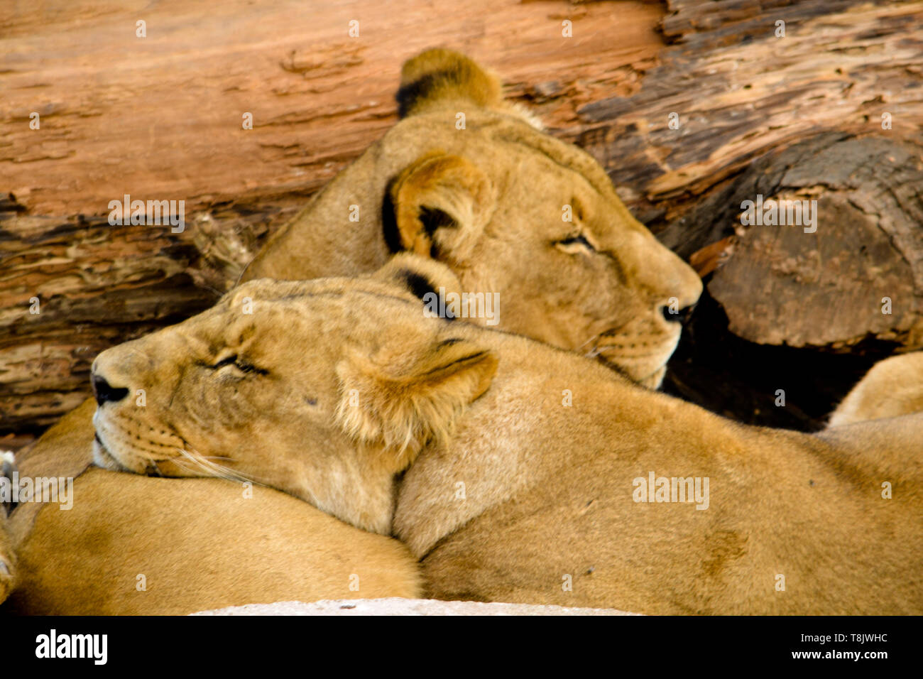 Sleeping lionesses Stock Photo