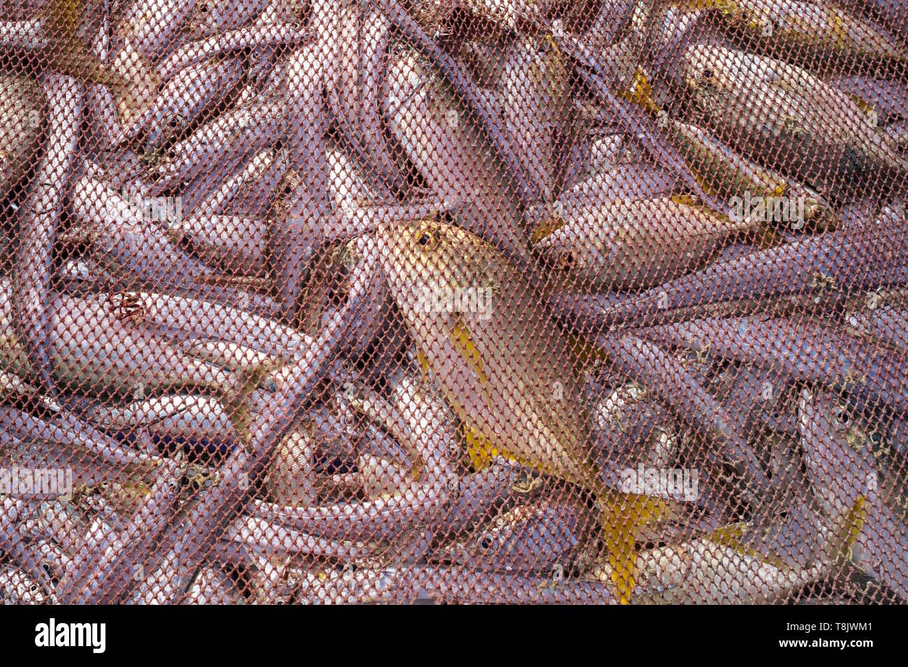 Fish net full of fish hi-res stock photography and images - Alamy