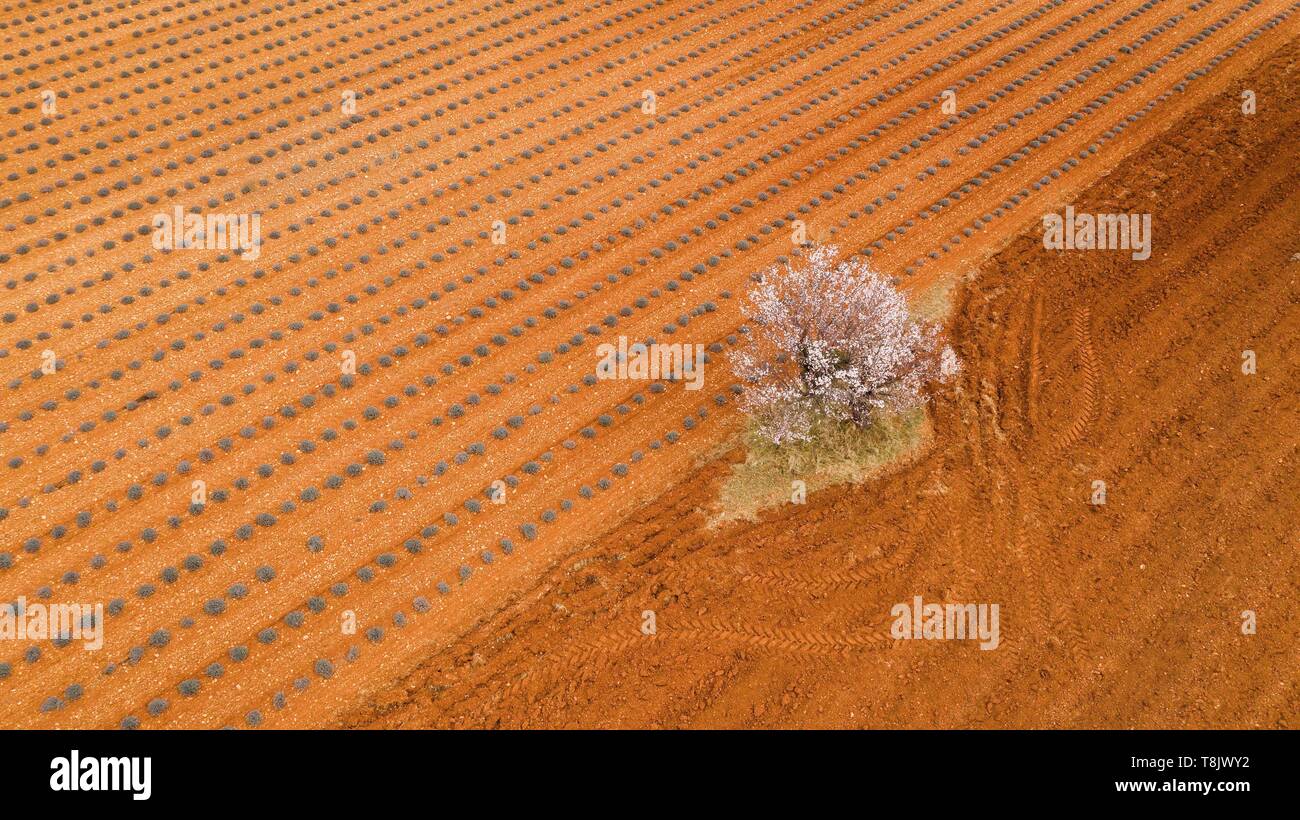France, Alpes de Haute Provence, Verdon Regional Nature Park, Plateau de Valensole, Puimoisson, lavender and almond blossom field (aerial view) Stock Photo