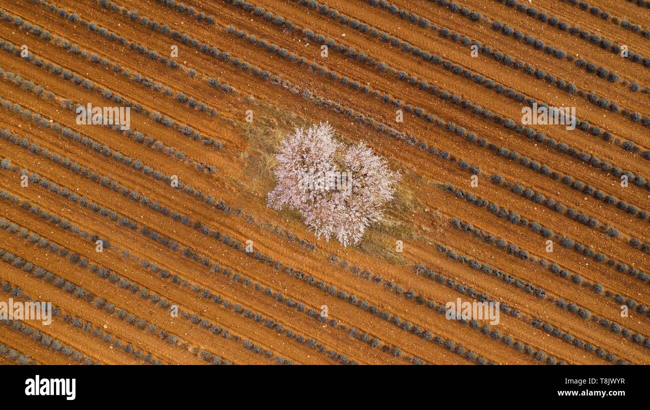 France, Alpes de Haute Provence, Verdon Regional Nature Park, Plateau de Valensole, Puimoisson, lavender and almond blossom field (aerial view) Stock Photo