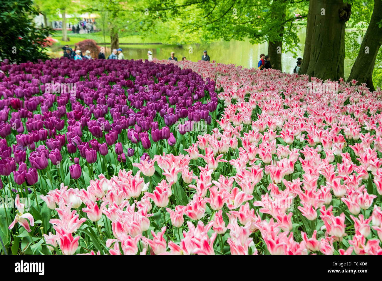 Keukenhof Gardens tourists - Netherlands - tourism tulips - pink and purple tulips - tulip flower beds - tulip flowers - pink tulips - purple tulips Stock Photo