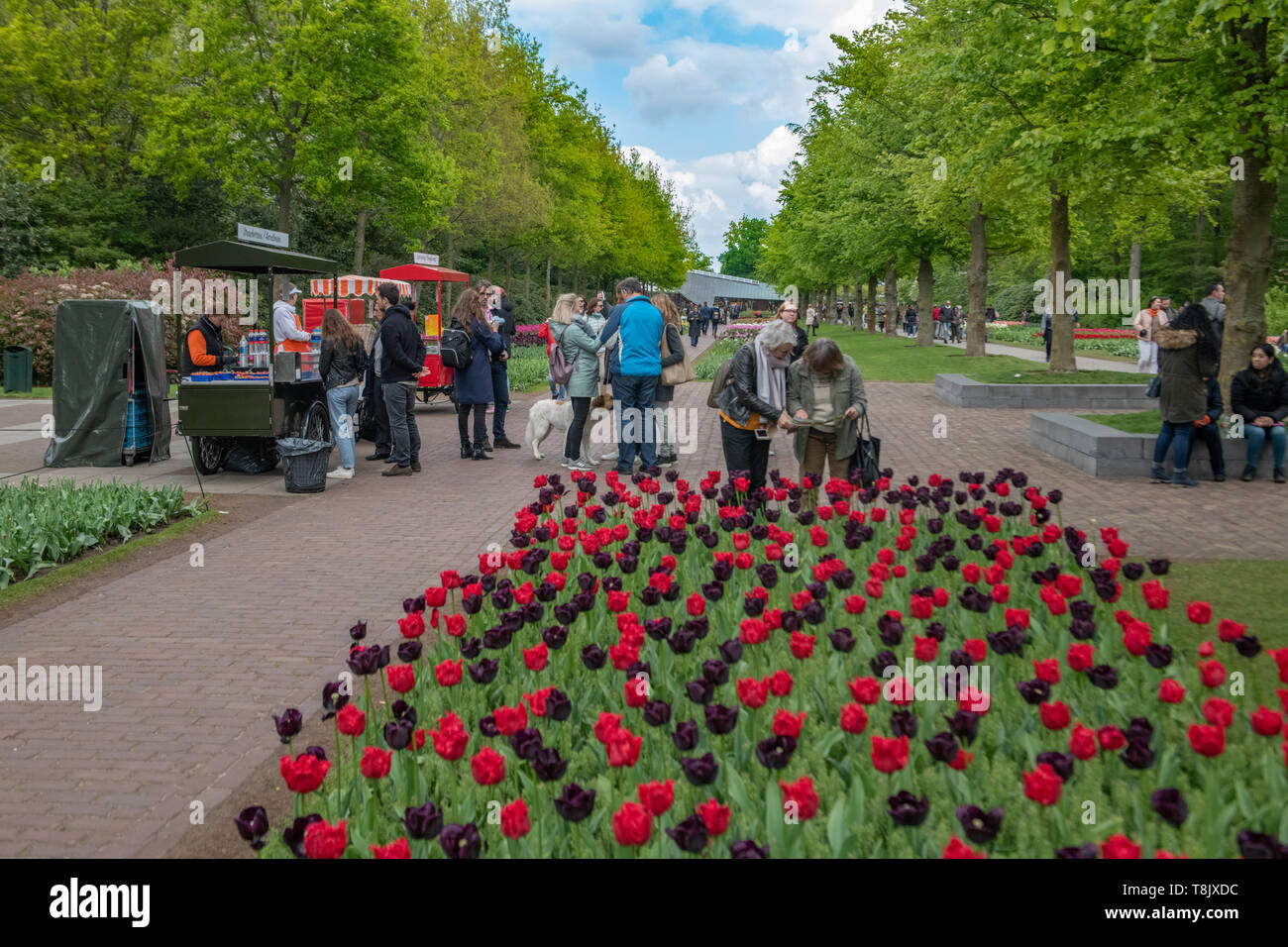 Keukenhof Gardens tourists - Netherlands - tourism tulips - red and purple tulips - tulip flower beds - tulip flowers - red tulips - purple tulips Stock Photo
