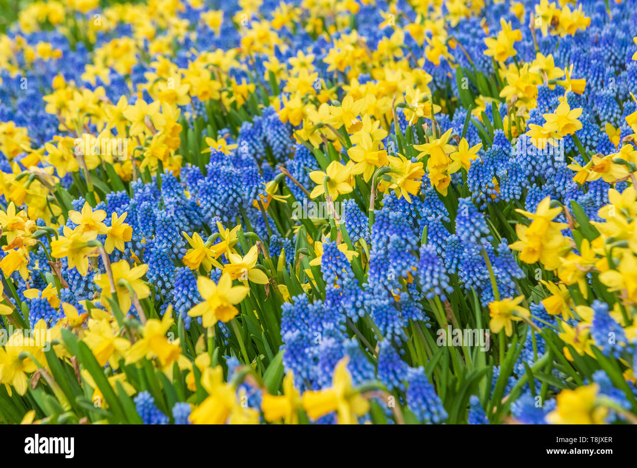 grape hyacinth muscari and little daffodils Narcissus Tete-a-Tete - spring flower bed of grape hyacinths and mini dafffodils at the Keukenhof Gardens Stock Photo
