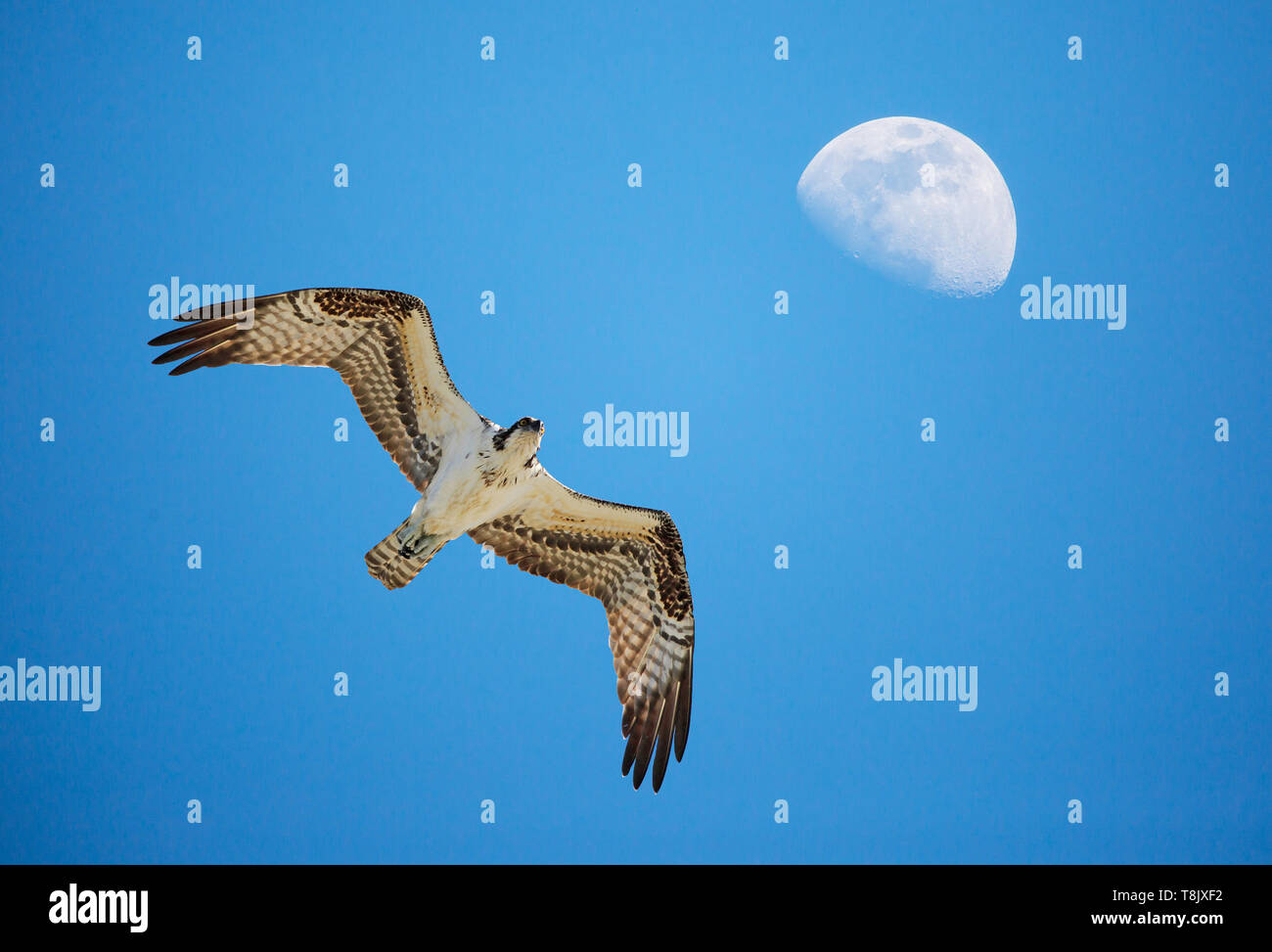 An osprey soars in a bright blue sky with a waxing gibbous moon ...
