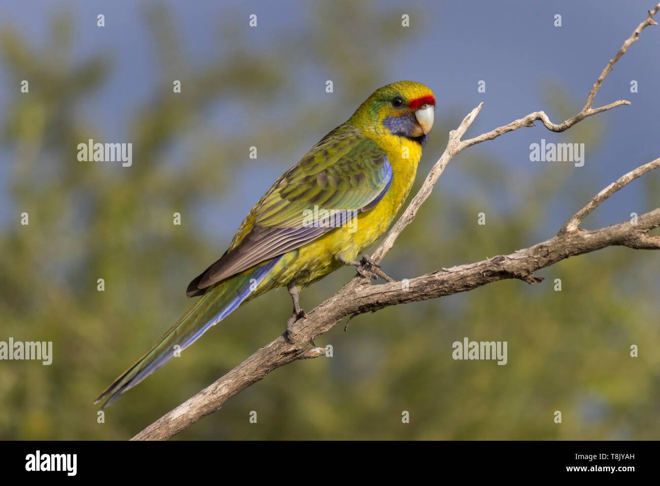 Green Rosella, Platycercus caledonicus, perched on a tree branch in southern Tasmania, Australia Stock Photo