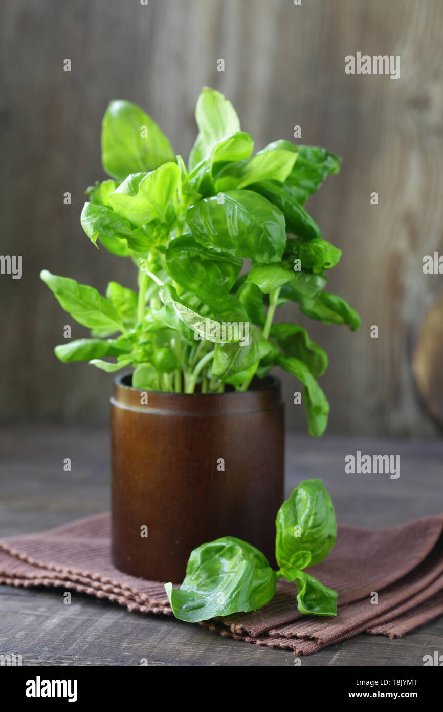fresh green organic basil, rustic style Stock Photo - Alamy