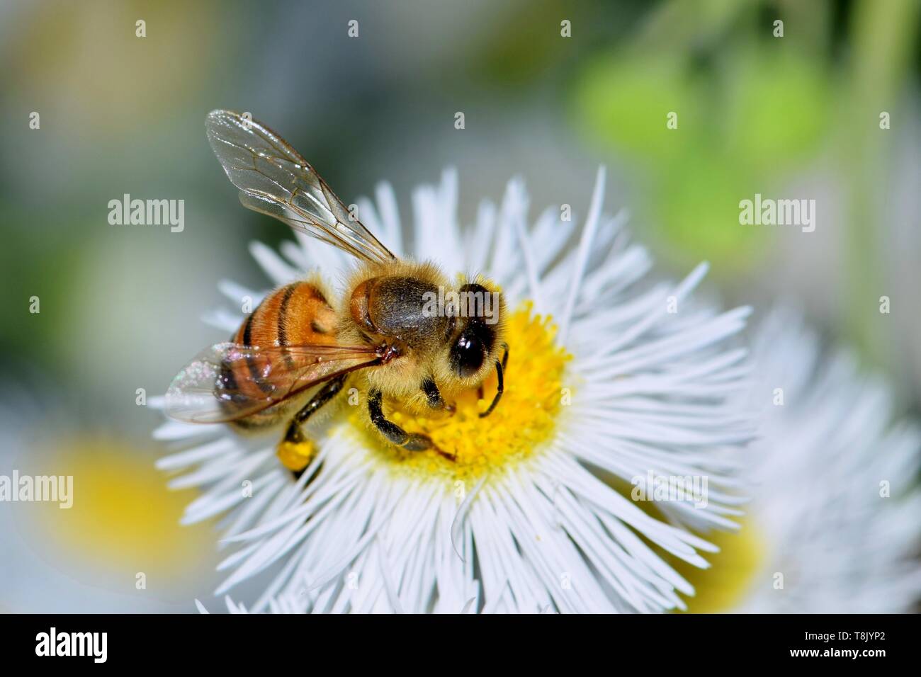 A honey bee is busy pollinating a Daisy Fleabane wildflower in Houston ...