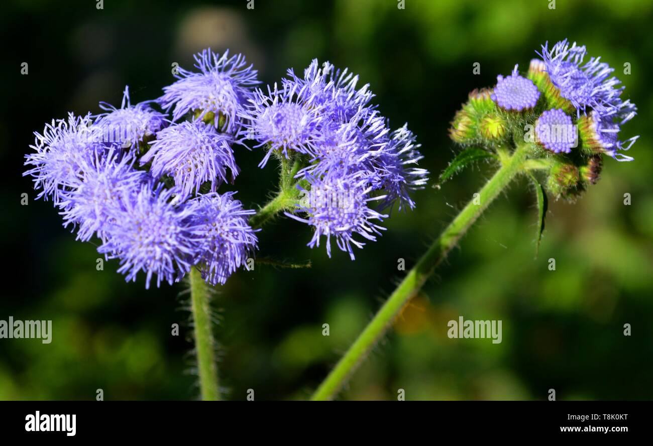 Vigorous annuals hi-res stock photography and images - Alamy