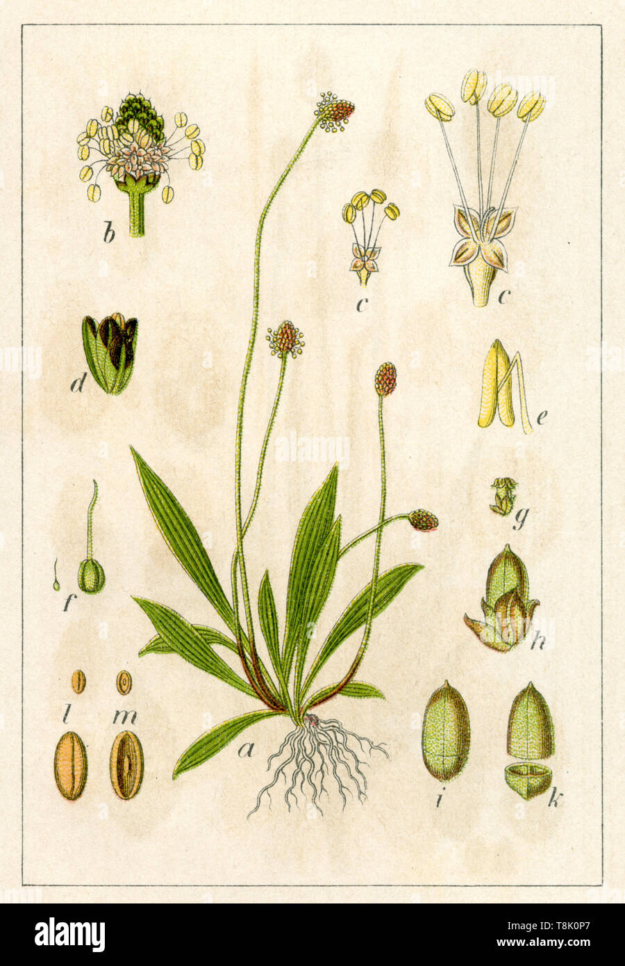 ribwort plantain, narrowleaf plantain, English plantain, ribleaf and lamb's tongue Plantago lanceolata,  (botany book, 1903) Stock Photo