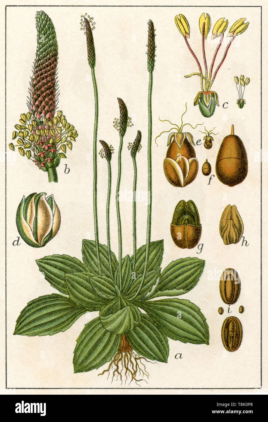 hoary plantain Plantago media,  (botany book, 1903) Stock Photo