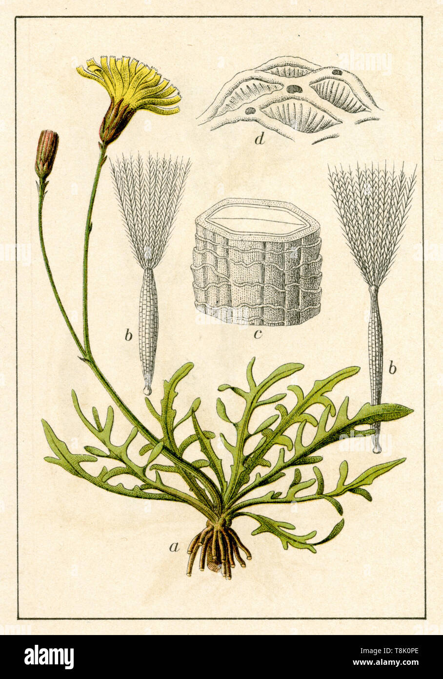 autumn hawkbit Leontodon autumnalis Syn. Scorzoneroides autumnalis,  (botany book, 1906) Stock Photo