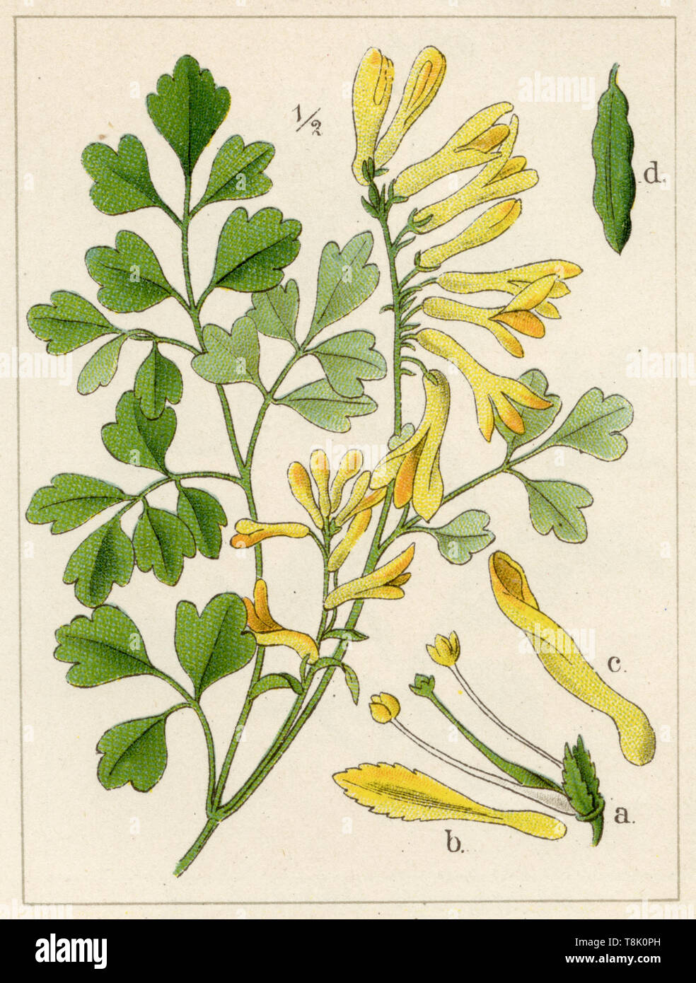 rock fumewort, yellow corydalis Pseudofumaria lutea,  (botany book, 1896) Stock Photo