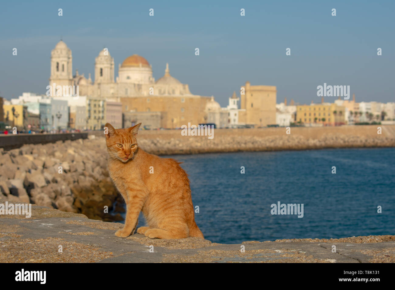 Portrait of cute ginger cat on sea wall of waterfront promenade with historic Cadiz Cathedral and Andalusian city buildings under blue sky Stock Photo