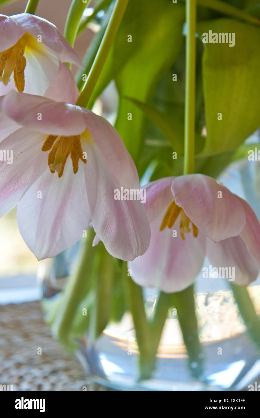 Pink cut flowers hi-res stock photography and images - Alamy