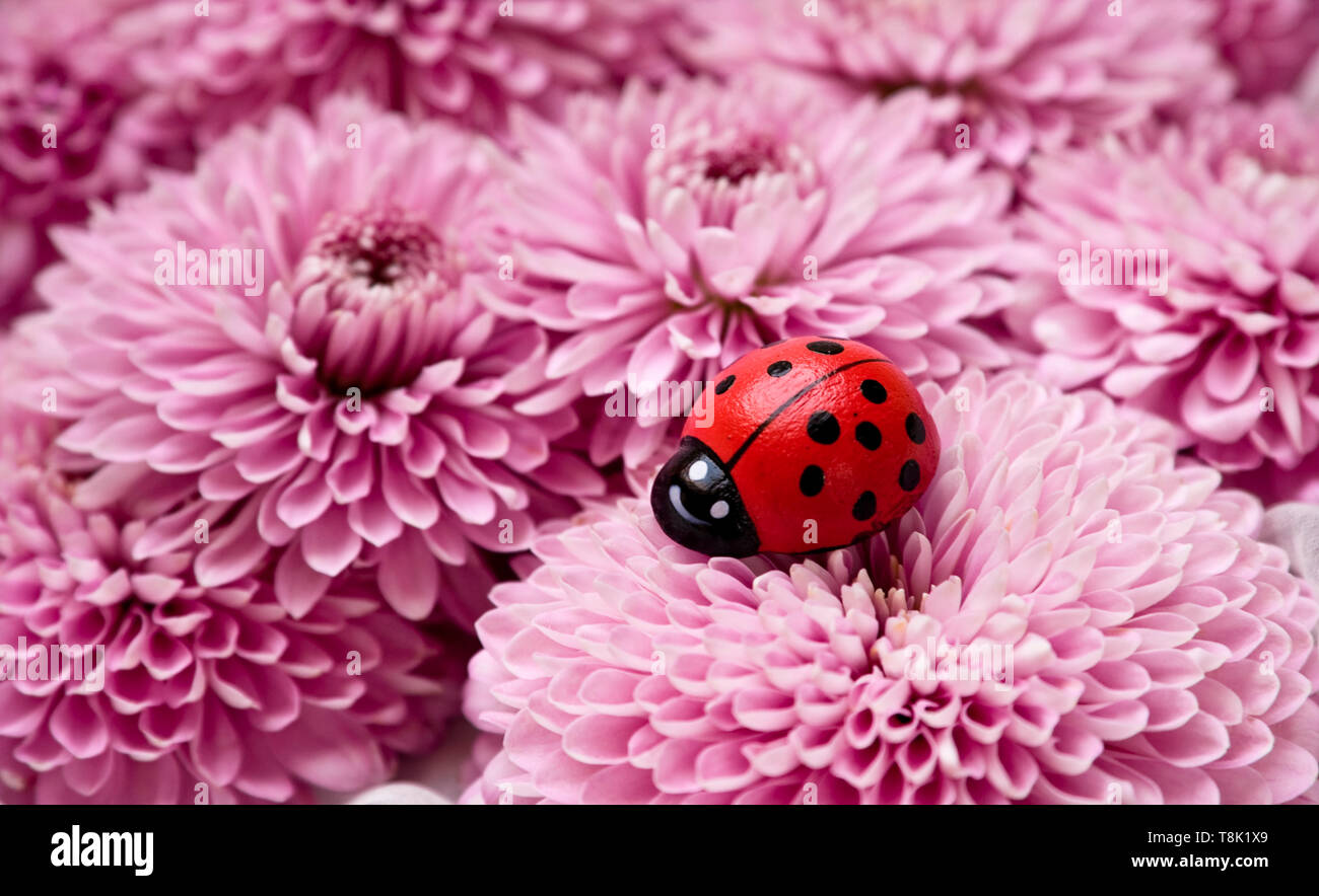 Ladybug Piles A wooden ladybug on a pile of pink chrysanthemum Stock Photo - Alamy