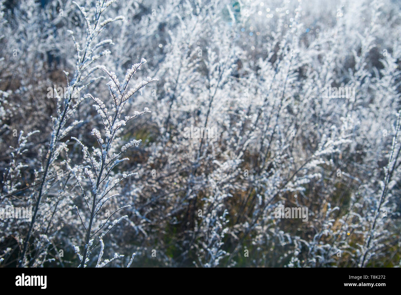 Frosty plants. Stock Photo