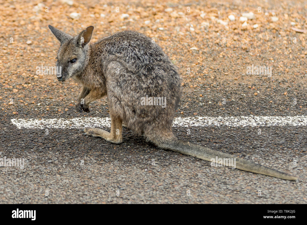 Small kangaroo on the roadside at Kangaroo Island, Southern Australia