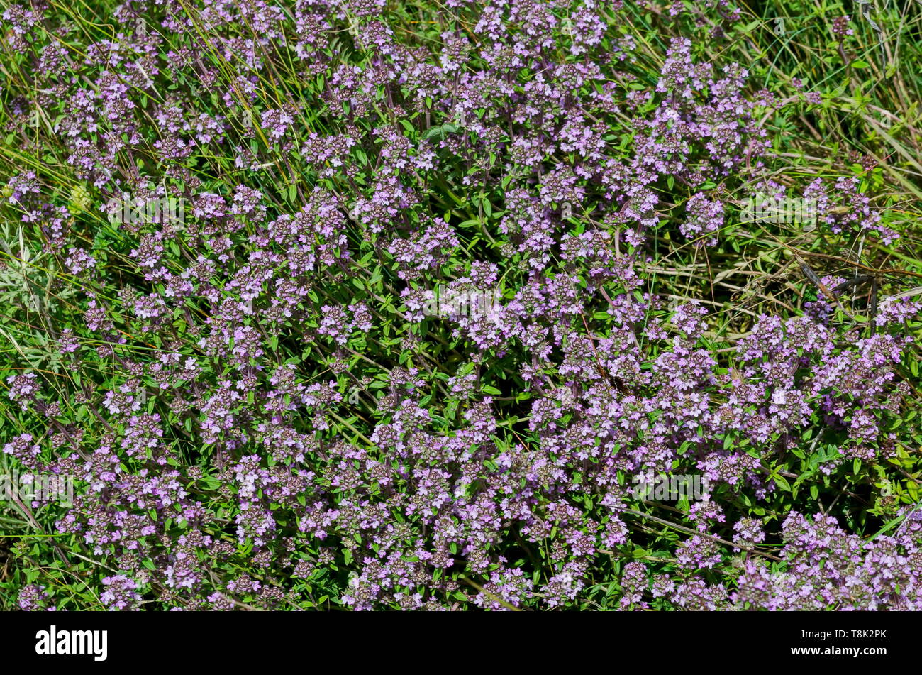 Garden thyme, Thymus serpillorum, Breckland thyme, wild thyme  or creeping thyme blossoming in the field of herbs, Plana mountain, Bulgaria Stock Photo