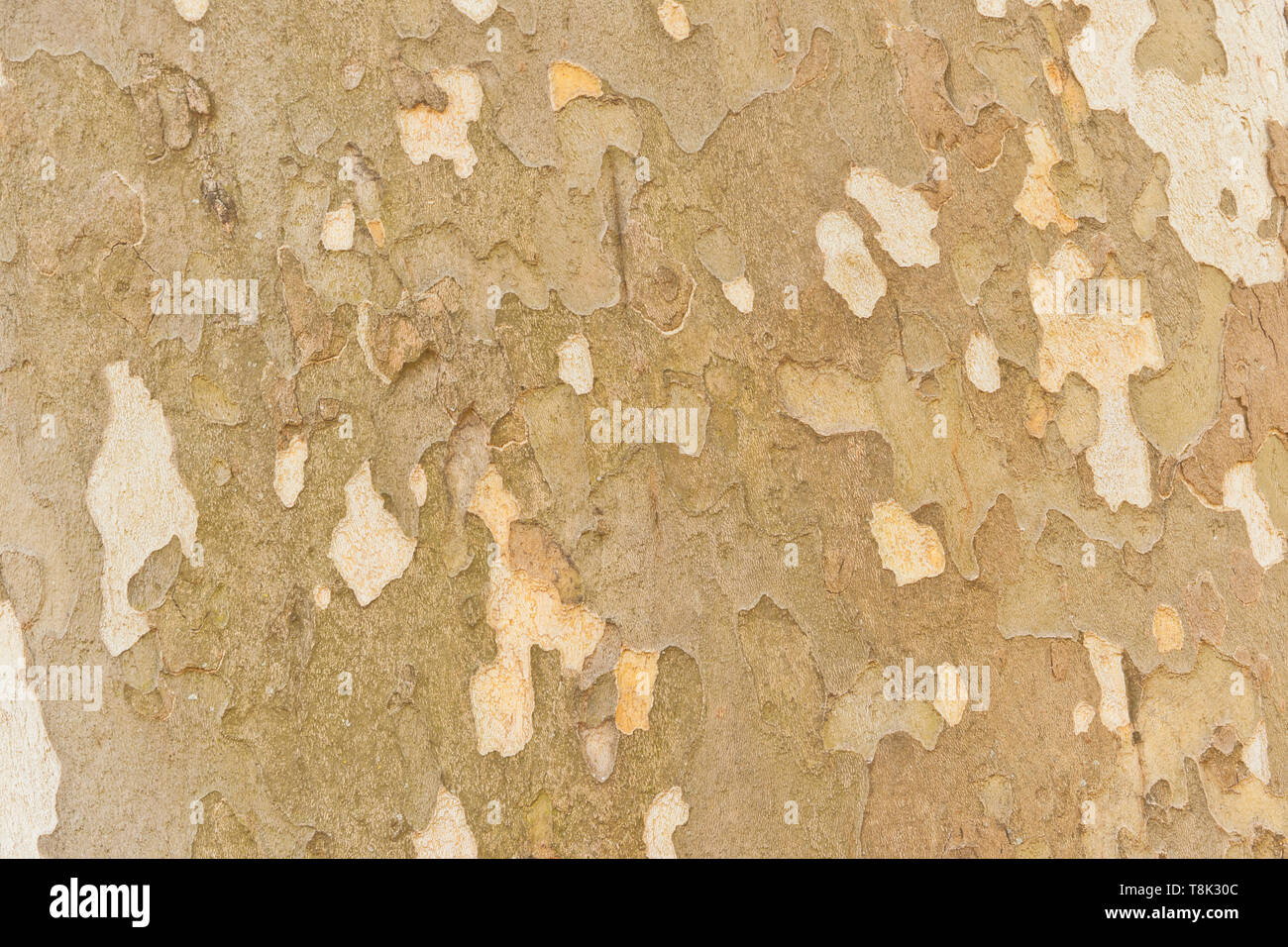 Mottled bark of a sycamore tree at St. Louis Forest Park. Stock Photo