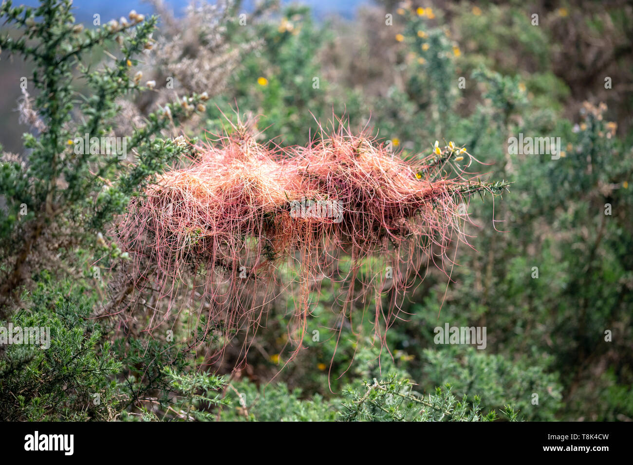 Cuscuta epithymum, a parasitic plant assigned to the Cuscutaceae or Convolvulaceae family, Asturias, Spain Stock Photo