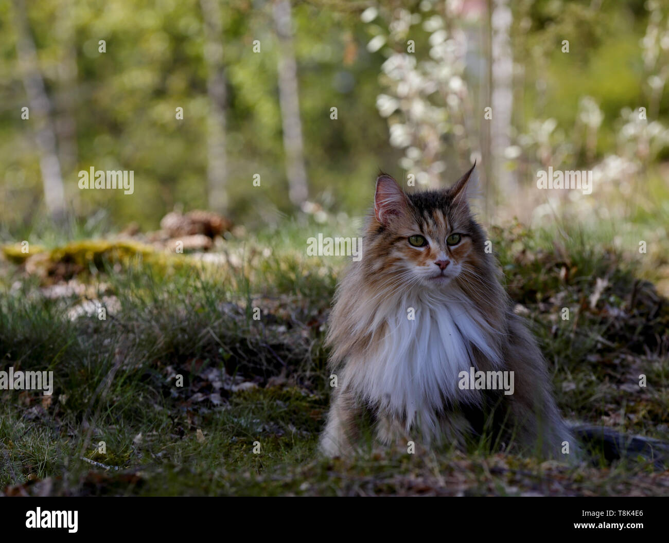 Pretty norwegian forest cat female outdoors in early spring Stock Photo