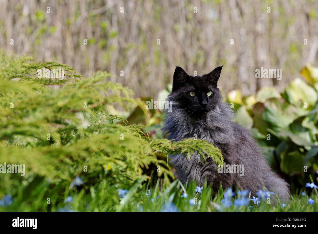A norwegian forest cat male sitting in garden among blue beautiful flowers in daylight Stock Photo