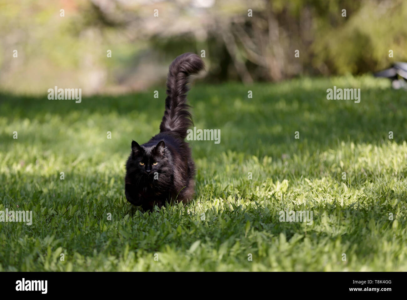 Black norwegian forest cat approaching with her tail lifted Stock Photo