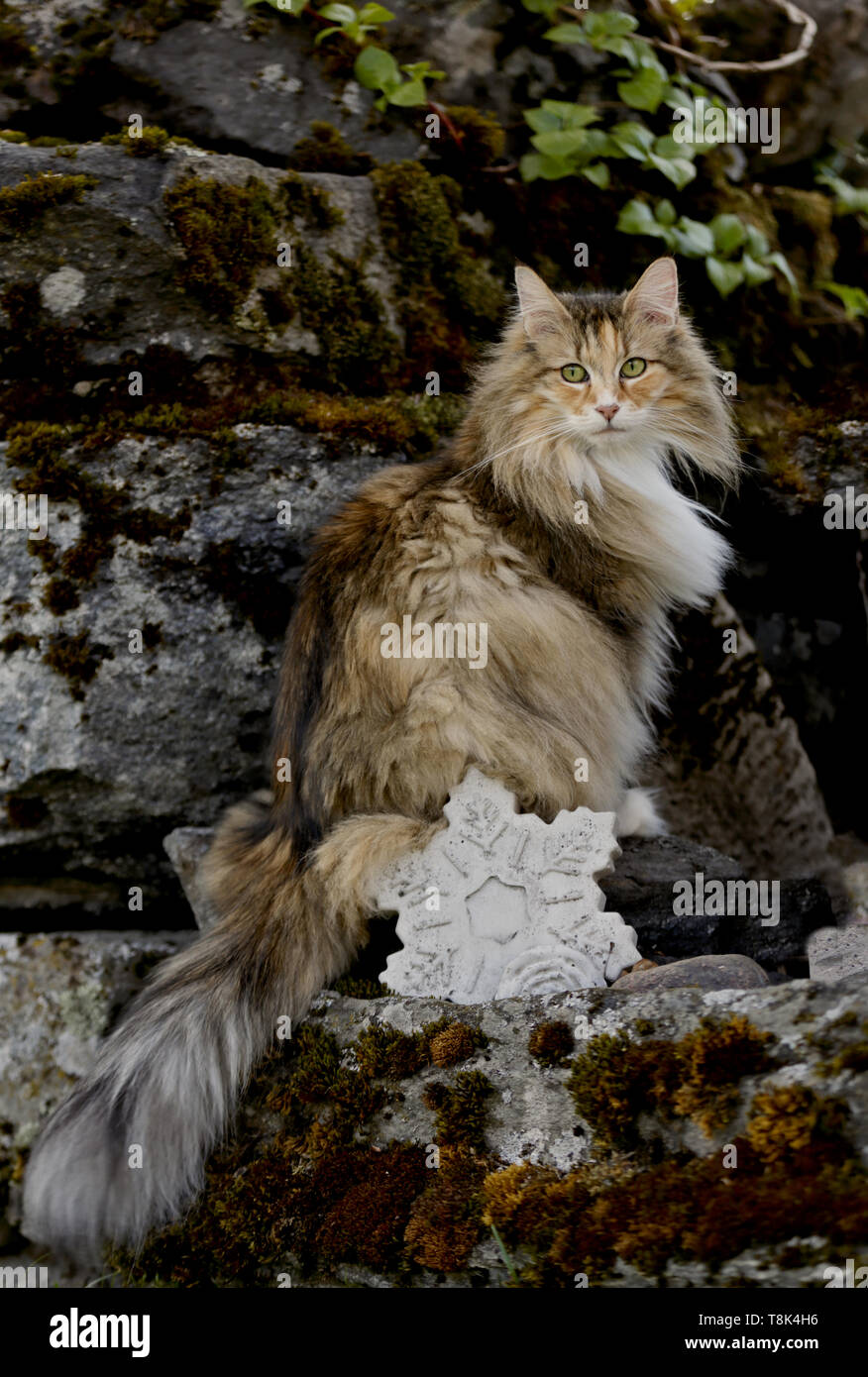 A norwegian forest cat with a concrete star on stone Stock Photo
