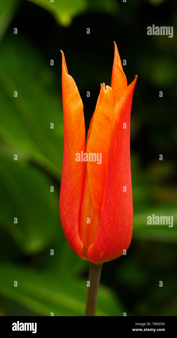 Closeup of a slender bright orange tulip flower Stock Photo