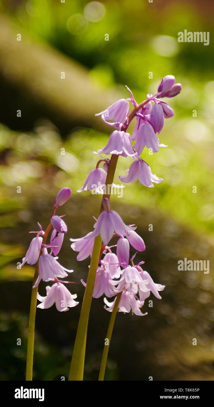 Closeup of a pink coloured bluebell flower Stock Photo