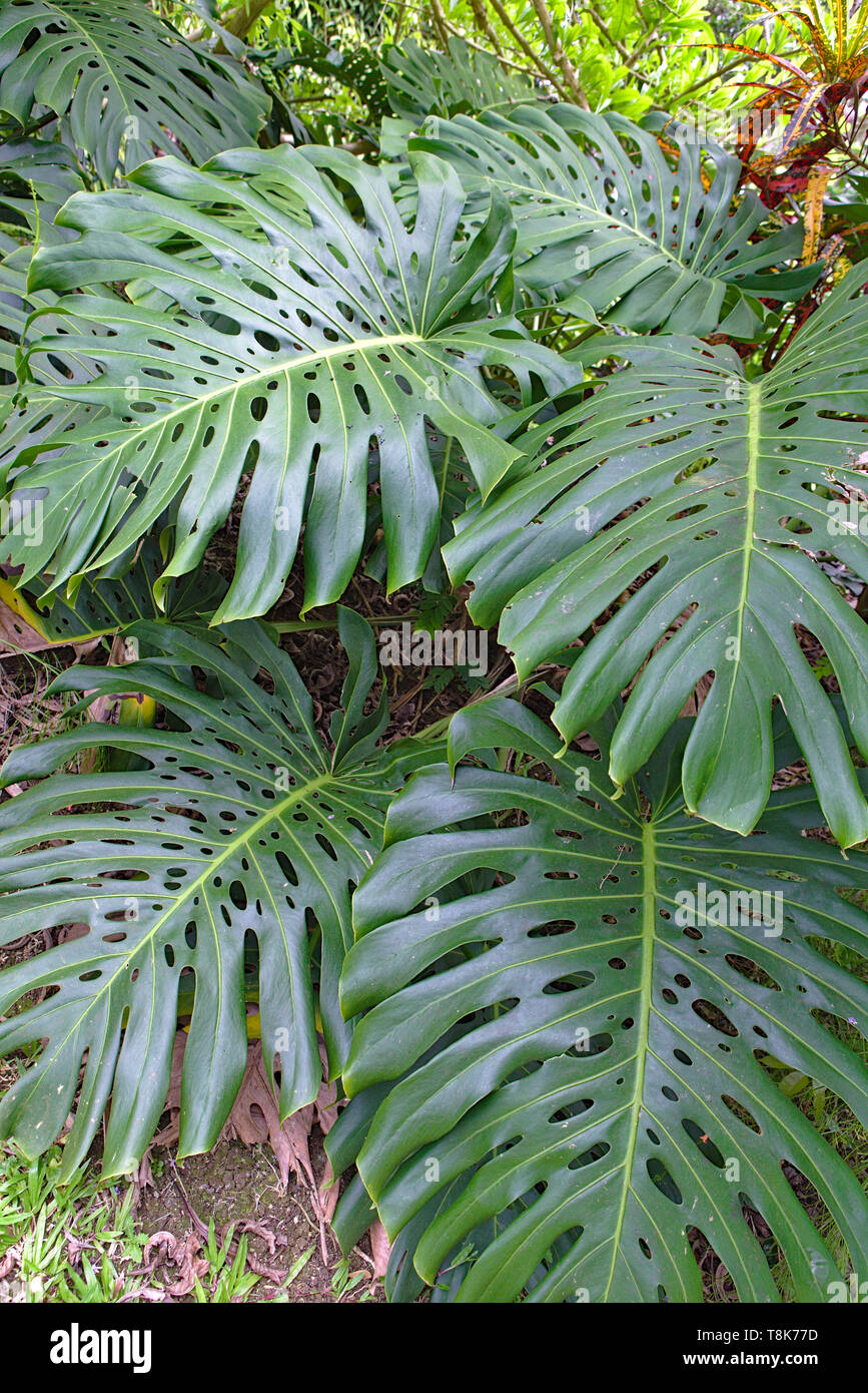 philodendron squamiferum standort Philodendron squamiferum main image 1