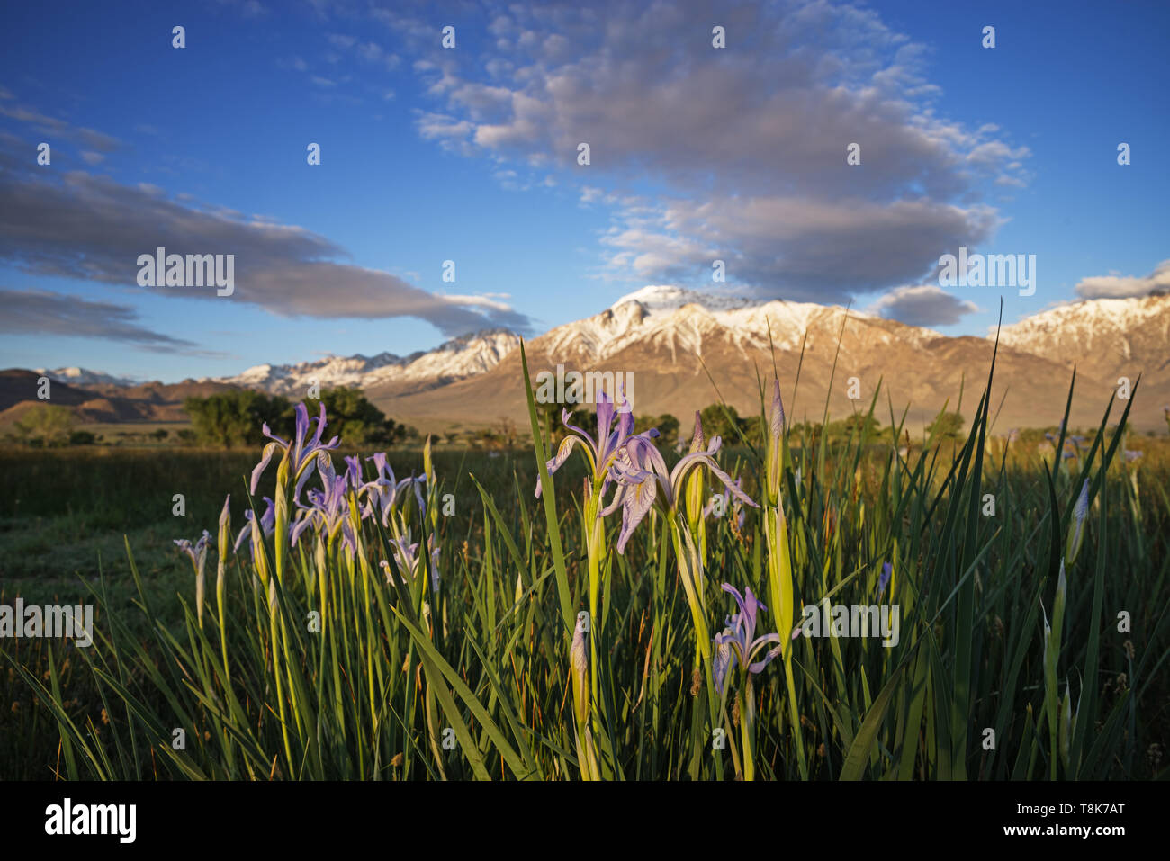 wild iris flowers in a meadow below mountain with selective focus on flowers Stock Photo