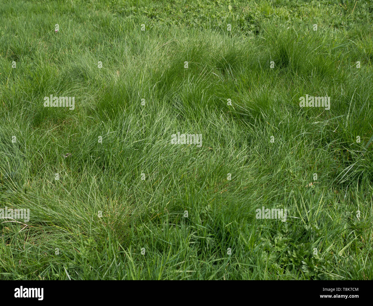 Grass growing in a field. Stock Photo