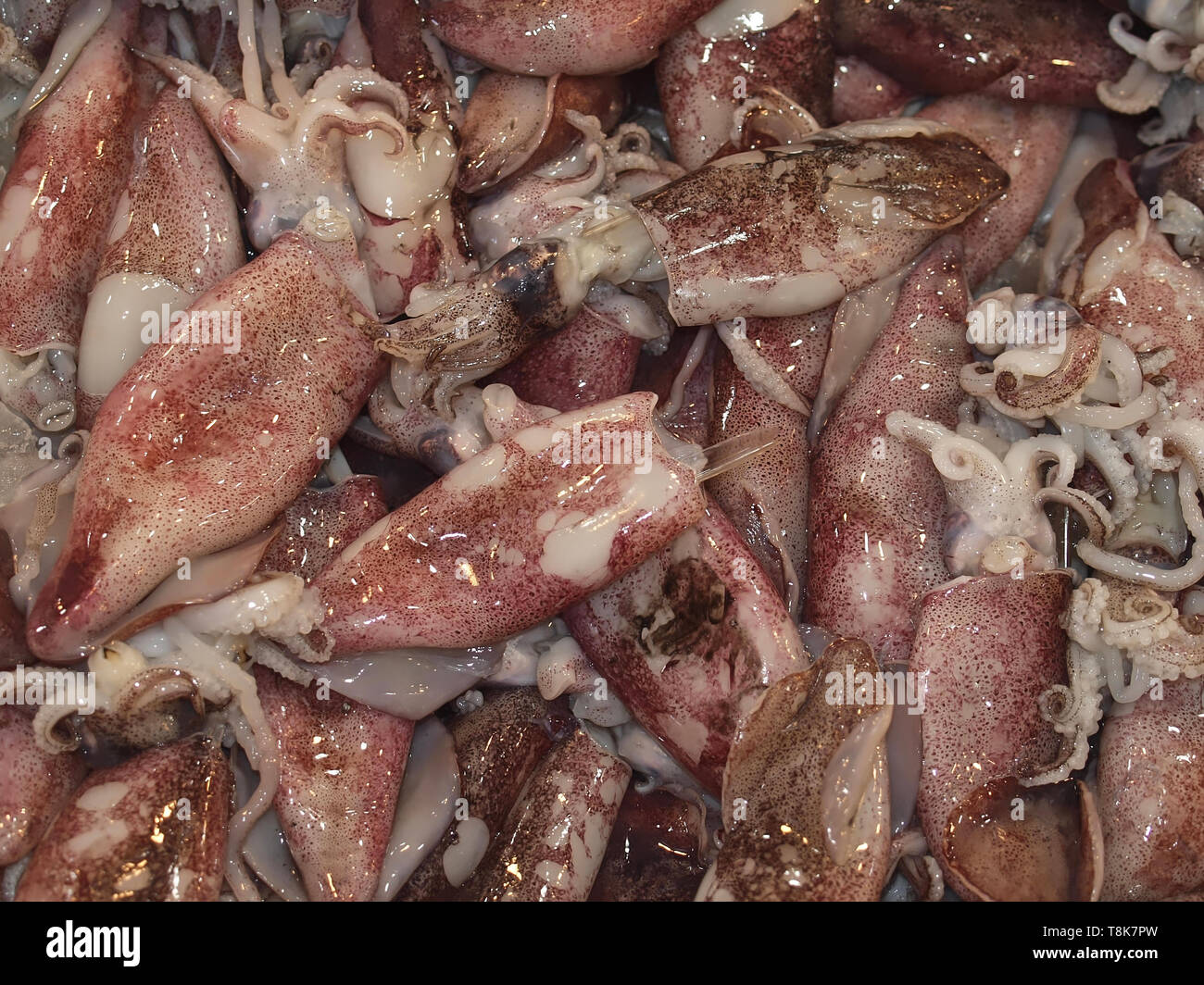 Fresh raw octopuses at a fish market Stock Photo Alamy
