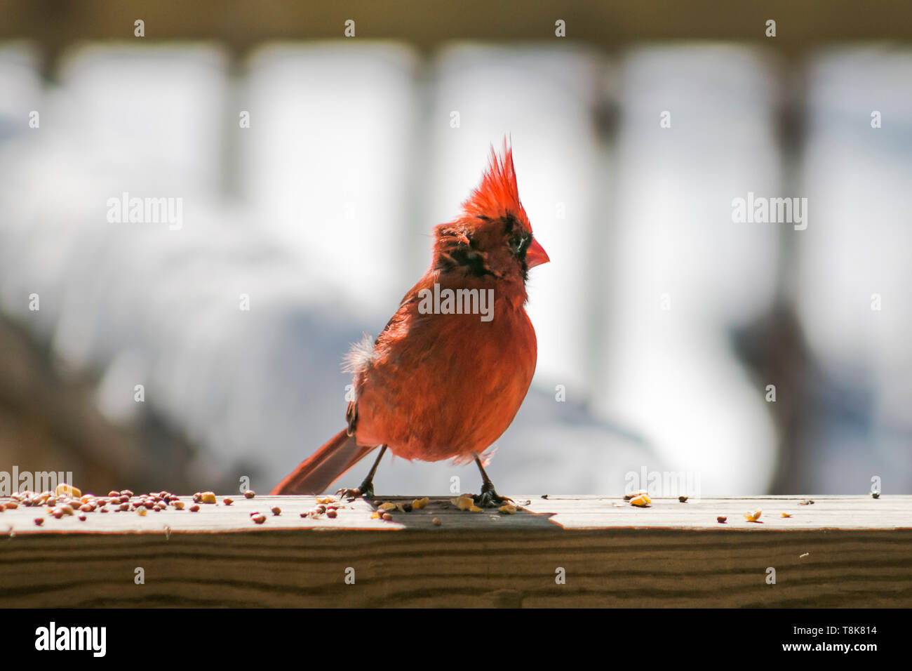 Cardinal outdoors hi-res stock photography and images - Alamy