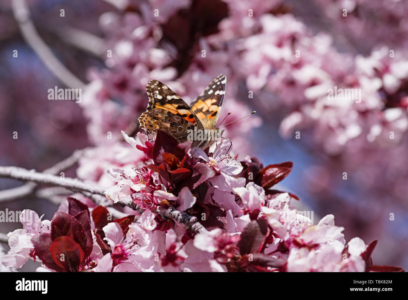 painted lady or Vanessa cardui butterfly on pink blossoms Stock Photo